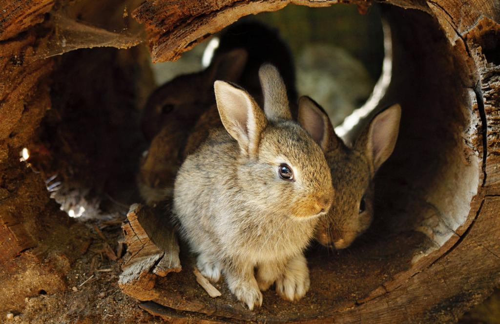 EVVO pro návštěvníky zoo Environmentální gramotnost Naším cílem v rámci EVVO je zvýšit informovanost návštěvníků o problémech ochrany divokých zvířat, střetu člověka a přírody, a možnostech vlastního