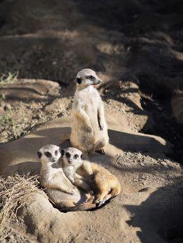 Zoo v médiích a online Jsme online Informace o dění zoo
