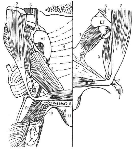 Schéma patrohltanových svalů v koronární rovině M. levator veli palatini (m.