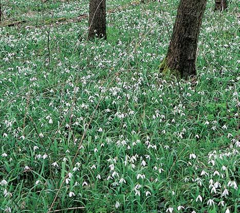 GEOLOGIE Na území pfiírodní rezervace se nachází ãtvrtohorní (pleistocén aï holocén) náplavy labsk ch pískû a tûrkopískû na kfiídov ch horninách (spodní turon), které v rûzné mocnosti pfiekr vá