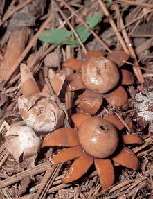 ZVÍ ENA V znamná je fauna xerotermních bezobratl ch.