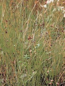 KVùTENA Deprese podél Ïelezniãní trati vyplàuje pfievládající porost ostfiice ostré (Carex acutiformis), v nûmï zcela ojedinûle roste sítina Gerardova (Juncus gerardii), bafiiãka jednoplevá