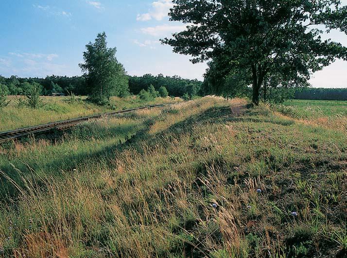 Stfiední âechy GEOLOGIE Kfiídové pískovce (spodní turon) jsou pfiekryty ãtvrtohorními sedimenty, pfiedev ím vát mi písky. Na povrchu vát ch pískû je místy vytvofiena mûlká vrstva regozemû.