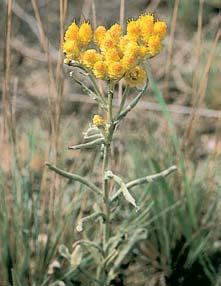 jestfiábník hadincovit (Hieracium echioides), matefiídou ku úzkolistou (Thymus serpyllum), trávniãku obecnou (Armeria elongata), edou formu smûlku tíhlého (Koeleria macrantha) a paliãkovec edav