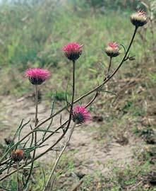 Hojnû se vyskytuje kostfiava drsnolistá (Festuca brevipila) a pelynûk ladní (Artemisia cam- Smil píseãn (Helichrysum arenarium) roste na písãinách i na tûrkovit ch v chozech silikátov ch hornin.
