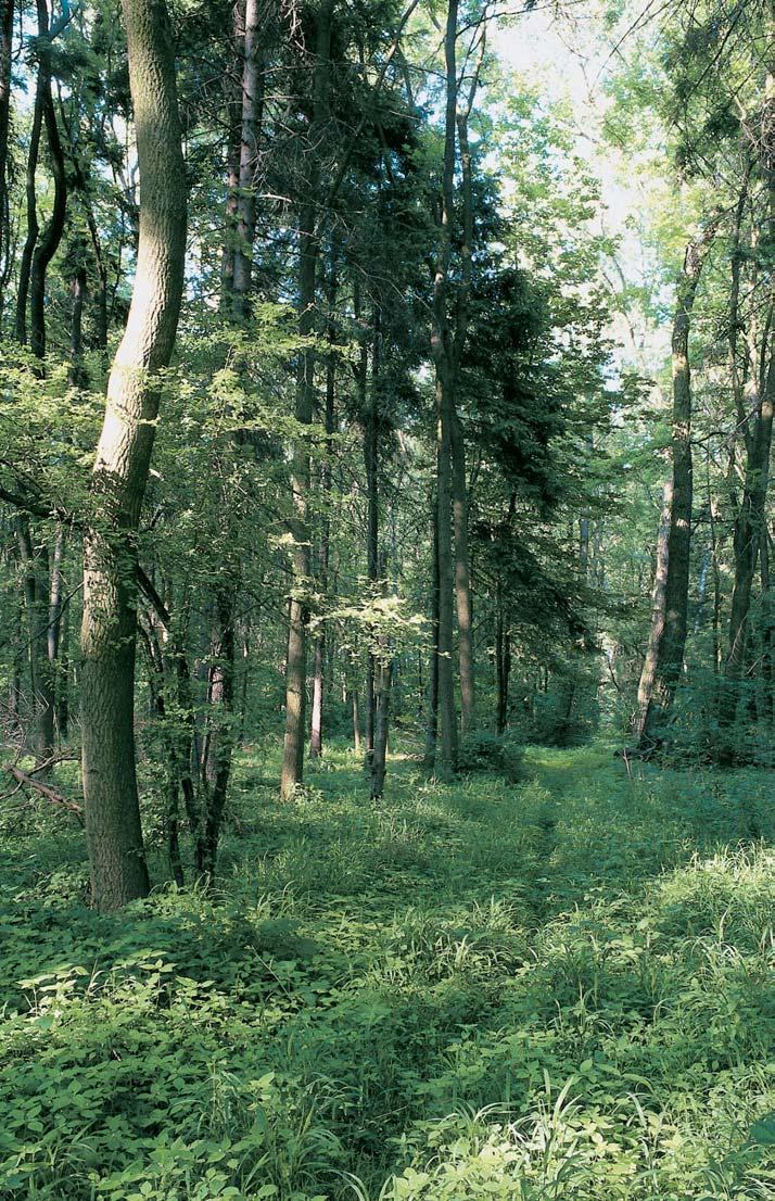Okres Mûlník GEOLOGIE Kfiídové (stfiední turon) vápnité slínovce jsou zãásti pfiekryty rozvleãen mi ãtvrtohorními písky a tûrkopísky.