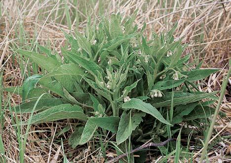 (Lysimachia vulgaris), oïanka ãesneková (Teucrium scordium) a kostival ãesk (Symphytum bohemicum). V letním aspektu lze nalézt vstavaãovité, napfi. vstavaã bahenní (Orchis palustris) a v. vojensk (O.