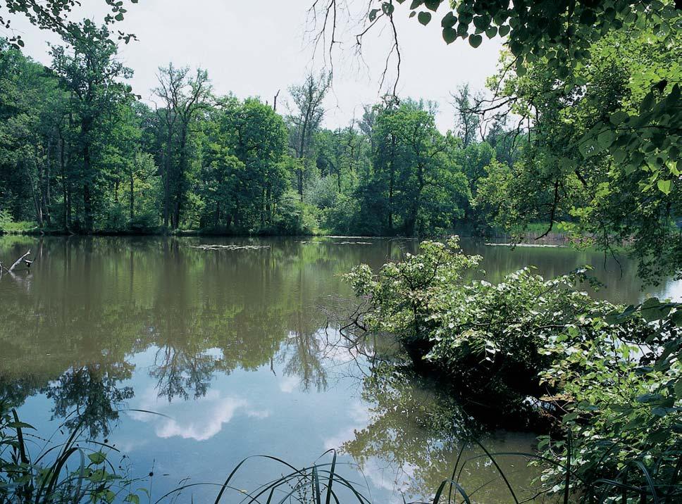 Stfiední âechy 4 ZVÍ ENA Zdej í oblast, oznaãovaná jako Libi, je klasickou lokalitou zoologick ch a hydrobiologick ch v zkumû.