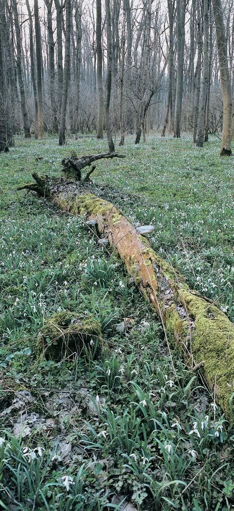 (Inonotus ulmicola), znám zde zatím jako z jediné lokality v âeské republice. ZVÍ ENA V periodick ch tûních je moïné v dubnu spatfiit ÏábronoÏku snûïní (Siphonophanes grubii).