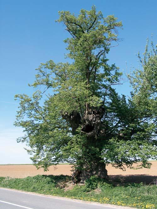 64, Na dílcích, u soutoku melioraãních kanálû mezi V etaty a polní cestou z âeãelice do Liblice. O: 44 cm, Vs: 5 m, S: 50 let. 4. Dub letní, skupina stromû, k. ú. Hofiín, p. ã.