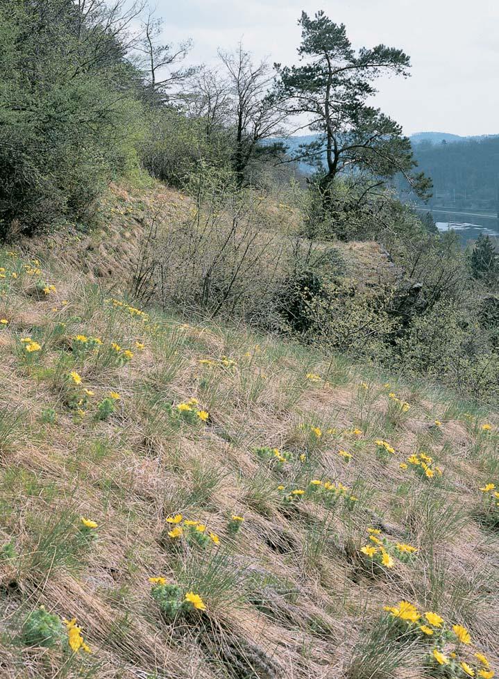 Stfiední âechy GEOLOGIE Skalní podklad je tvofien kralupsko-zbraslavskou skupinou svrchního proterozoika a je budován epizonálnû metamorfovan mi bfiidlicemi adrobami, s vloïkami spilitû.