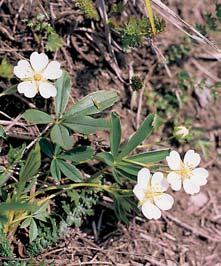 alpestre), pcháã bezlodyïn (Cirsium acaulon), ãilimníkovec ãernající (Lembotropis nigricans), smldník ole níkovit (Peucedanum oreoselinum) i strdivka nicí (Melica nutans), jaterník trojlaloãn