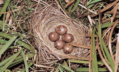KVùTENA Vúzemí pfieva- Ïují porosty vlhk ch a záplavov ch luk, pfiedev ím svazû Cnidion venosi a Molinion, hospodáfisky vyuïívané jako dvojseãné louky, dále porosty rákosu a okolo struh porosty se