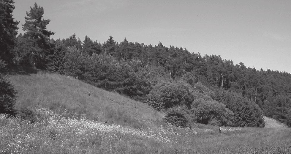 Šumpich: Motýli (Lepidoptera) údolí řeky Brtnice II Obr. 4. Stráně jižně od Střížova, pohled z nivy na lokality B1 (v popředí) a B2 (zbytek v pravé části snímku). Stav z 6. 6. 2010. Fig. 4. Slopes south of Střížov; the view from alluvium to locality B1 (in the foreground) and B2 (remaining part in the right part of the image).