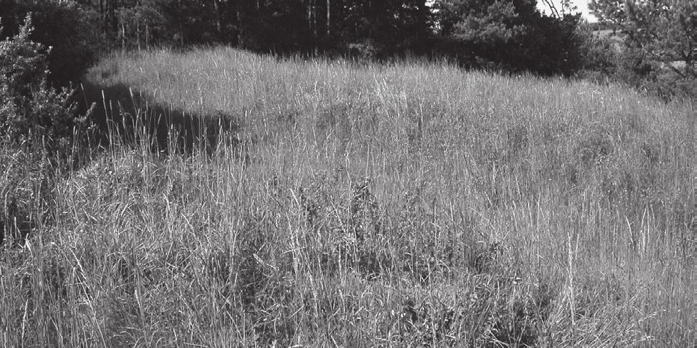 Currently, most areas are overgrown with tree species, and the remaining part of the slope is largely screened and eutrophicated (also see Fig. 3).