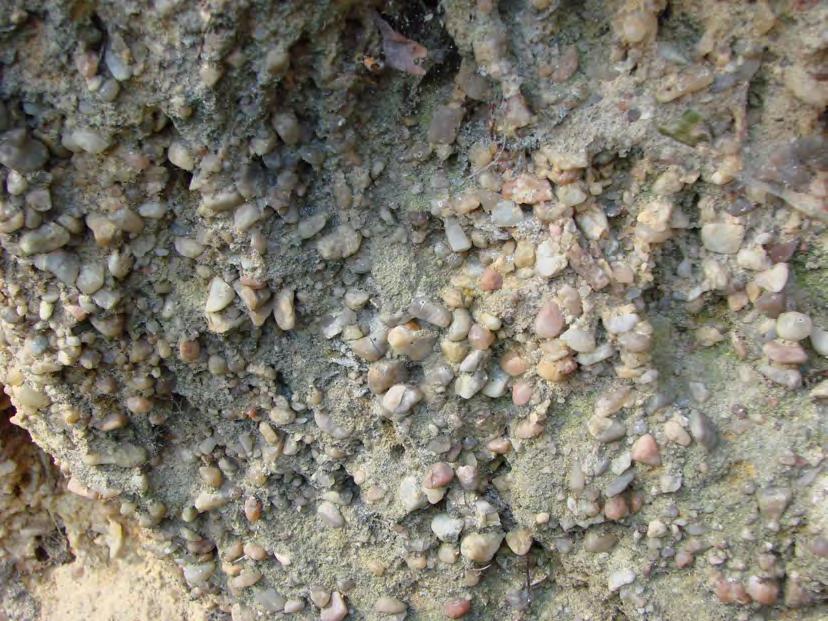 2.1.2 Geologie a geomorfologie 2.1.2.1 Geologie Území ZCHÚ je součástí České křídové tabule. Jsou zde téměř horizontálně uloženy sedimenty svrchní křídy.