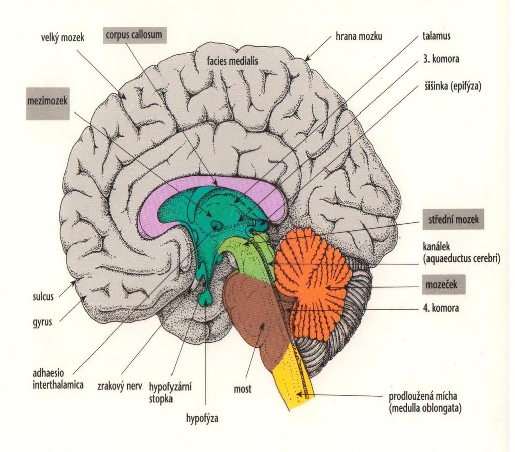 1. Teoretická část 1. 1 Anatomie mozku Na následujícím obrázku jsou zobrazeny základní anatomické struktury mozku.