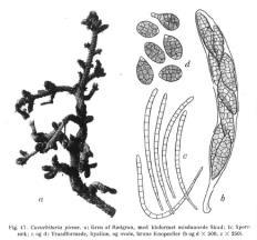 (Cucurbitariaceae, Pleosporales) choroba: Cucurbitaria bud blight