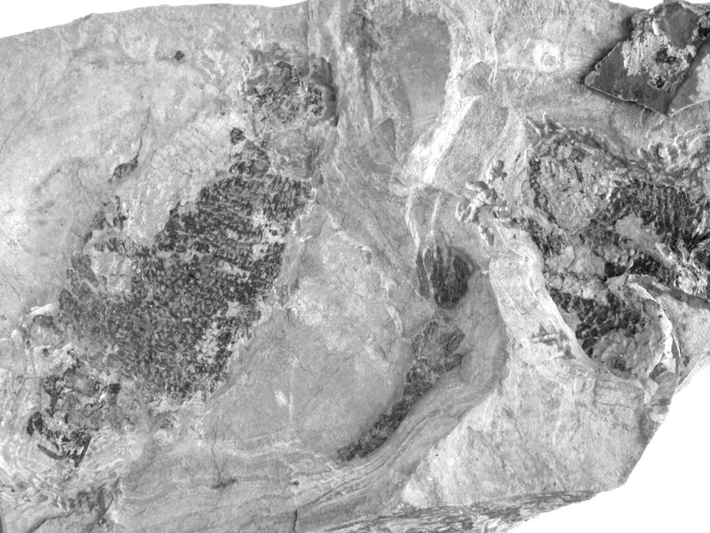 pressure impact is documented by tiny dislocations and carbonate veins both in macroremains and ichthyoliths. The indeterminable pseudestheriid conchostracans are poorly preserved.