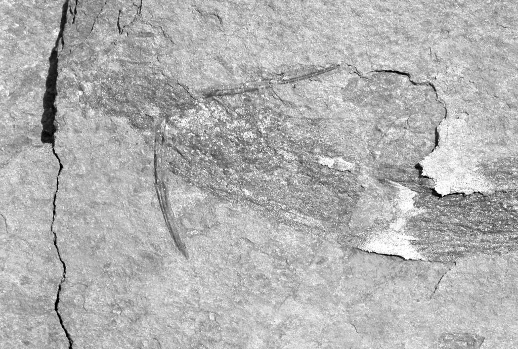 Acanthodes gracilis (Beyrich, 1848) z lokality Kladoruby Dolní pepﬁík (lubsk nebo svitáveck horizont, spodní letovické souvrství) MHK 70583, x 1,5 cuously sculptured with ridges and the type of