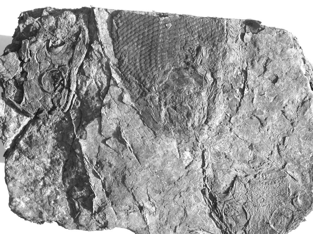 The localities of the Middle Letovice Formation Drválovice Vûtrn ml n (Windmill) Occurence of the discosauriscid amphibians Discosauriscus austriacus (Makowsky, 1876) and Discosauriscus pulcherrimus