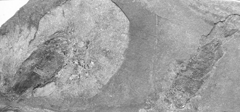 Fig. 7. Claystone with two specimens of genus Paramblypterus from the locality Kochov In the streams (Kochov Horizon of the Middle Letovice Formation). MHK 70584, x 0.5 Obr. 7. Jílovec s dvûmi jedinci rodu Paramblypterus z lokality Kochov V potocích (kochovsk obzor, stﬁední letovické souvrství).