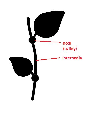 Obrázek č. 1: Rozmístění nodů a internodií na stonku rostliny (Moravová, 2018) Stonek obsahuje dobře vyvinutá vodivá a mechanická pletiva.