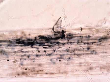 Morfotyp fine endophyte E.