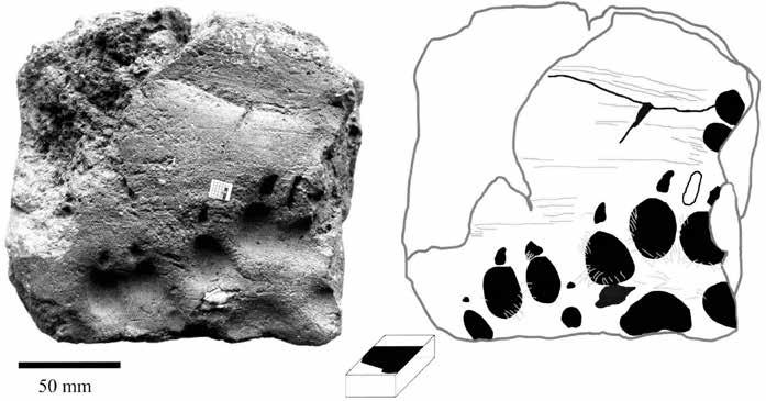 Archeologie Fragment cihly se stopami psích tlapek (Krajíc 2008) Literatura: Cermanová P., Novotný R., Soukup P. (2014): Husitské století. Praha, s. 525. Čornej P.