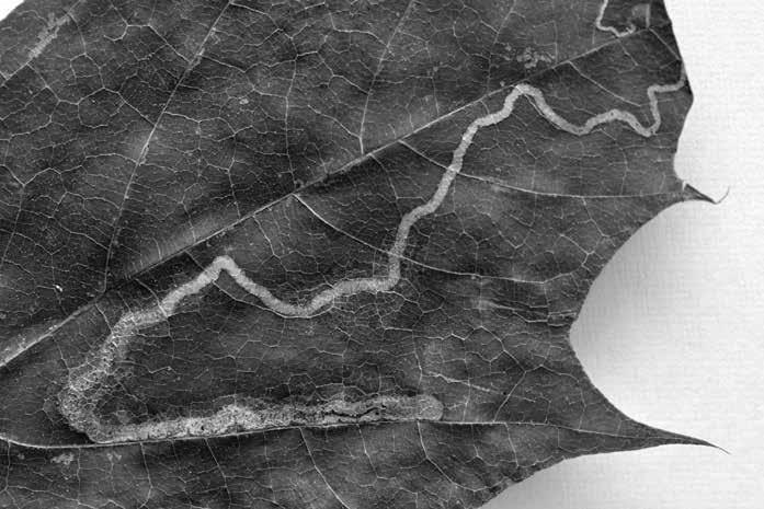 Přírodověda Bohatá kolekce požerků Jiří Spružina Naše muzejní entomologická sbírka byla počátkem roku obohacena o kolekci požerků larev motýlů z čeledi drobníčkovitých (Nepticulidae).