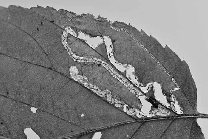 Přírodověda je uložena v Entomologickém oddělení Národního muzea. Tím zájem o tuto skupinu v podstatě až do 80. let 20.