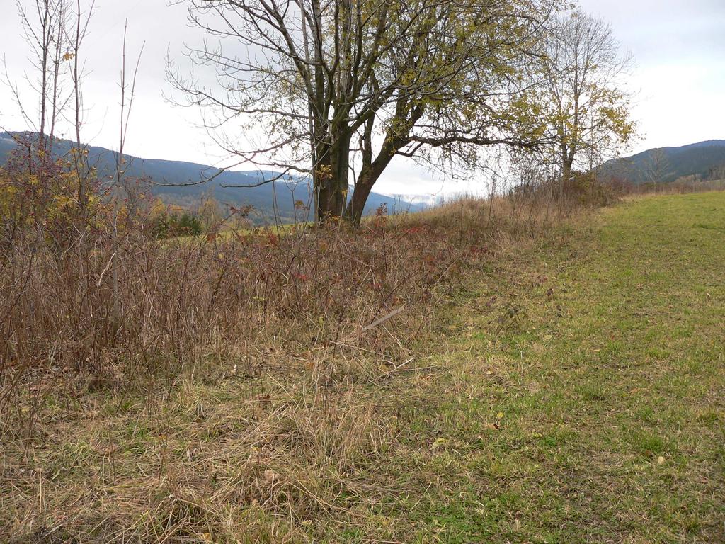 černobýl, kopřiva dvoudomá, šťovík tupolistý, lopuch