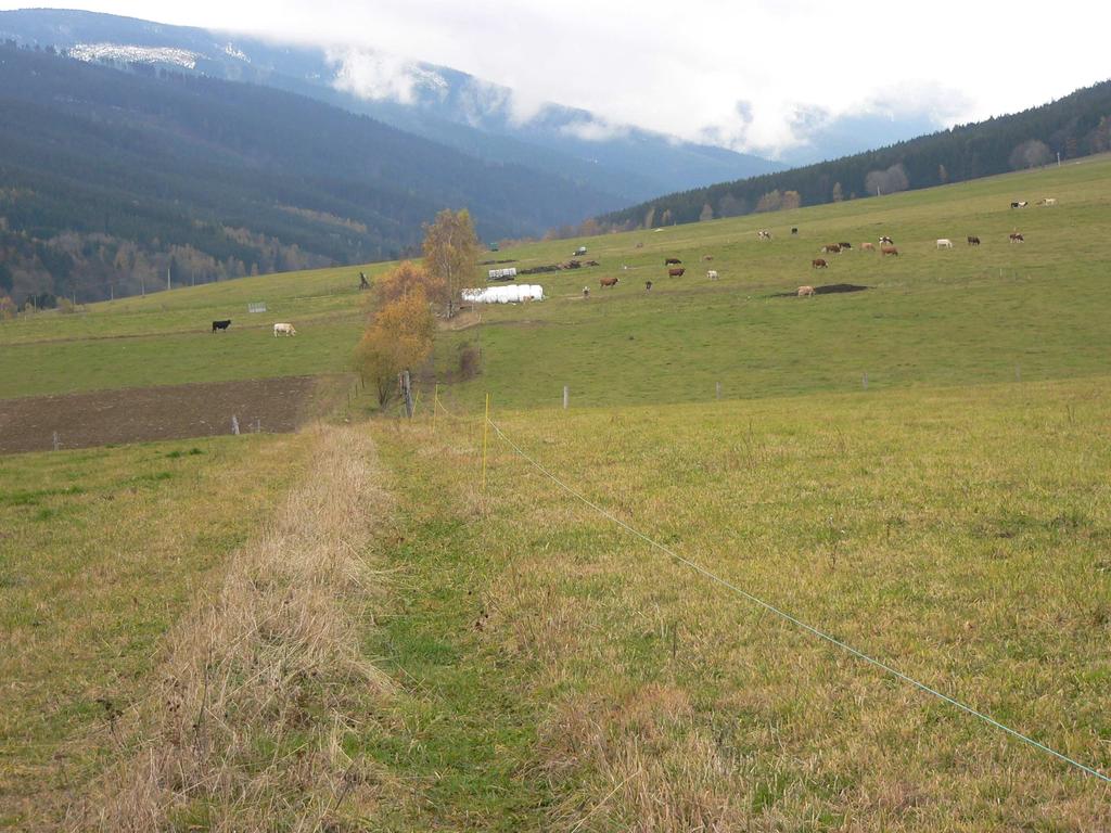 dřevin, v němž se uplatňuje vrba jíva, jasan ztepilý,