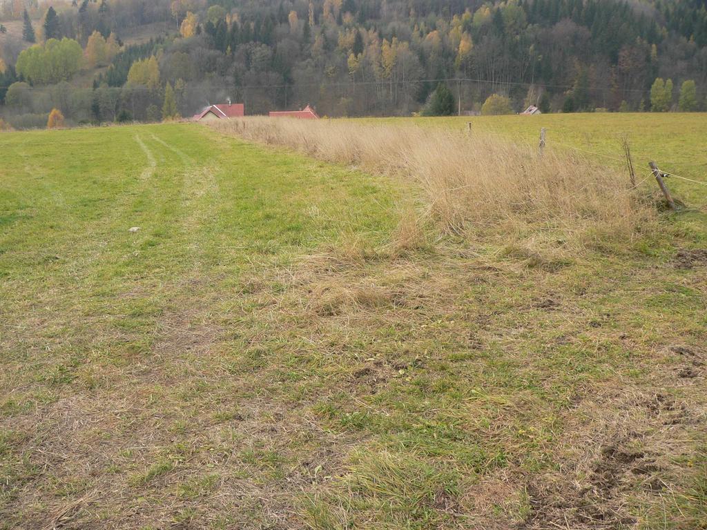 růže šípková, ostružiník a bez černý.