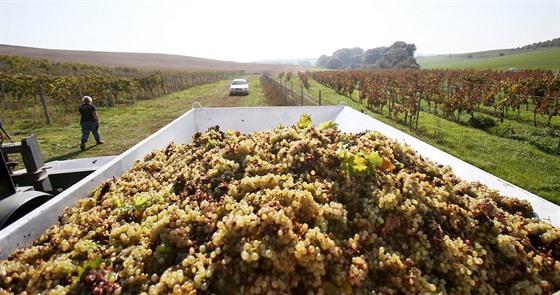 11 2018 AKTUALITY Vínu na Slovácku pomohlo středomořské léto, úroda je bohatá a kvalitní Letošní suché a horké počasí vinicím prospělo.