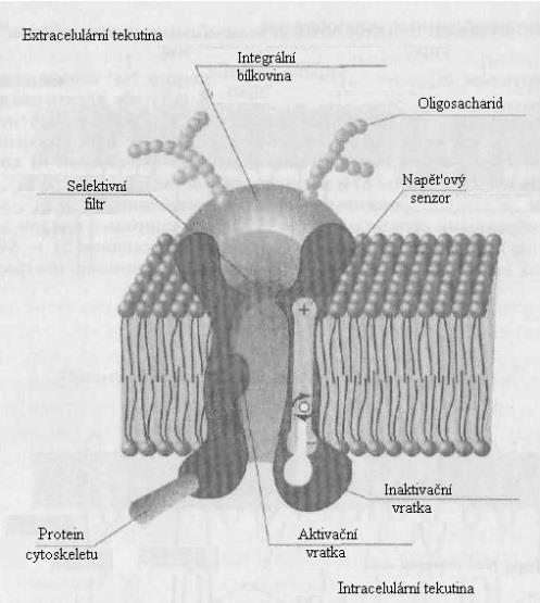 konformace (aktivaci) Na + -kanálů. Kanál se otevře a ionty Na + proudí dovnitř buňky podle gradientu elektrochemického potenciálu. Velikost proudu závisí na membránovém napětí.