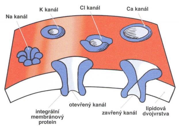 Klasifikace iontových kanálů se provádí podle různých parametrů.