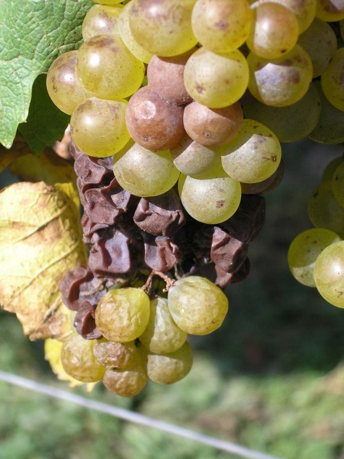 V průběhu zrání bobulí může docházet také k napadení šedou hnilobou hroznů révy (Botrytis cinerea), která může pozměňovat také složení aromatických látek v bobulích.