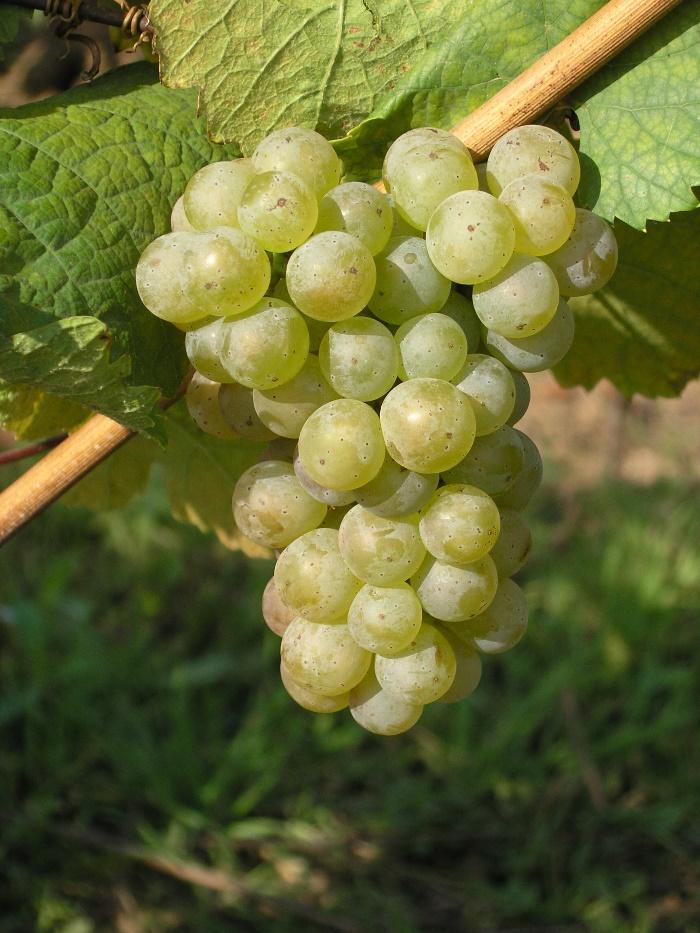Ryzlink rýnský aromatická struktura odrůdy Monoterpeny Linalool, geraniol a nerol - květinové aroma a tóny pomerančů. Citronellol a α- terpineol - aroma citrusových plodů.