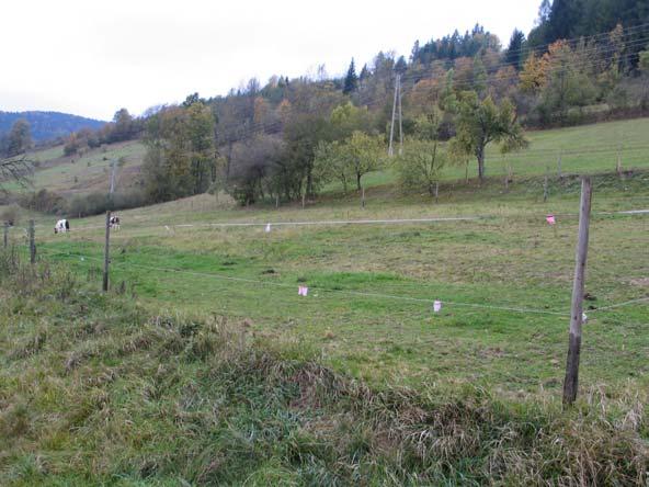 Foto č. 7: Charakter biotopu na horní části navržené plochy č. 8. plocha č.