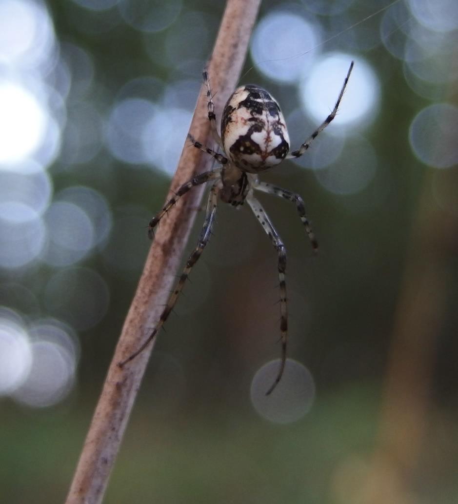(Metellina sp.