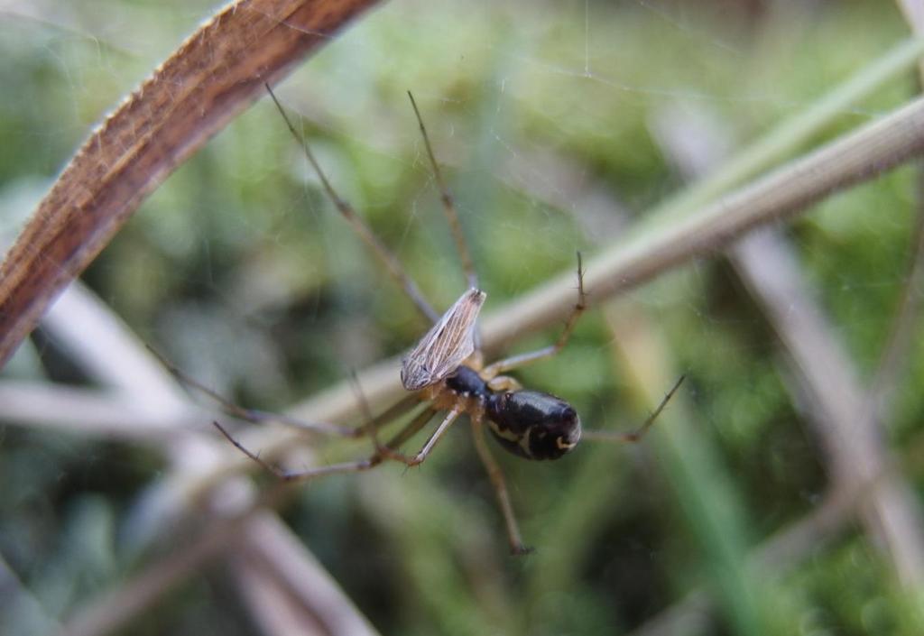 (Cyclosa conica) Obr.