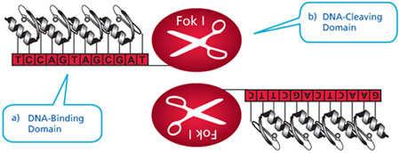 Figure 1: Each Zinc Finger Nuclease (ZFN) consists of two functional domains: a.