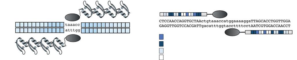 Jednotlivé repetice proteinu TALE obsahují 33-35 AA, které rozpoznávají jednotlivé páry bází prostřednictvím dvou hypervariabilních zbytků (repeat-variable diresidues RVDs) Dimer Zinc-finger nukleázy
