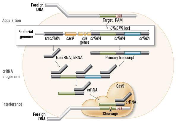 Fungování systému CRISPR-Cas - Úseky cizorodé DNA jsou začleněny do bakteriálního genomu do lokusů CRISPR - Lokusy CRISPR jsou přepsány a upraveny do crrna (crrna biogenese) -