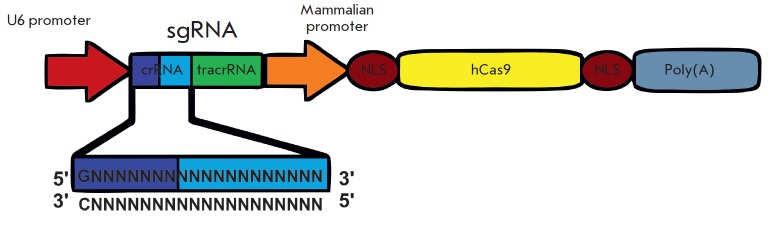 Příprava konstruktu exprimujícího CRISPR/Cas element Sekvence sgrna je navržena tak, aby byla komplementární k cílové genomové sekvenci hcas9 = sekvence