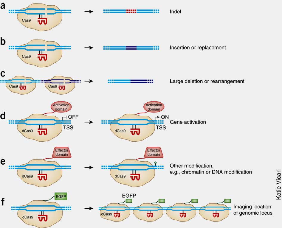 Možnosti editace genomů pomocí systému CRISPR/Cas9 TSS