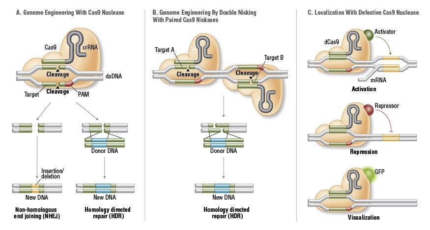Analogie ZFN a TALEN A. Wt Cas9 nukleáza štěpí specificky dsdna, vytváří DSB a tím navozuje reparaci.