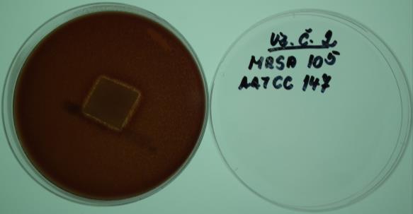 metoda AATCC 147. Bakterie MRSA Obr.