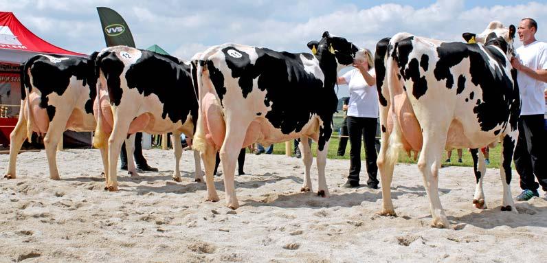 Právě taková práce však vytváří hlubší vztah ke zvířatům a z dělníků a producentů mléka se tak stávají skuteční chovatelé.